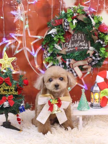 20231202マロンくん